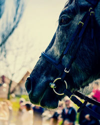 Close-up of horse