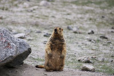 View of beaver on rock