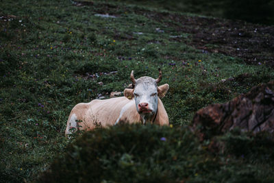View of a horse on field