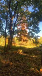 Trees on field during autumn