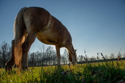 Horse grazing on field against sky