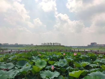 Scenic view of flowering plants against sky