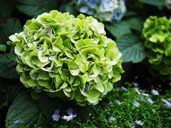 Close-up of green hydrangeas blooming in park