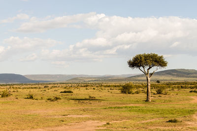 Tree on field against sky