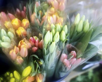 Close-up of multi colored flowers