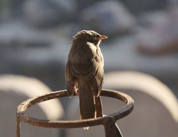 Close-up of bird perching on railing