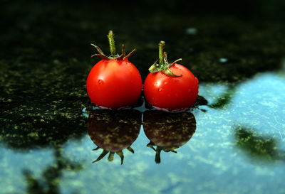 Close-up of tomatoes in puddle