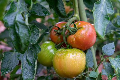 Close-up of wet tomatoes growing on plant