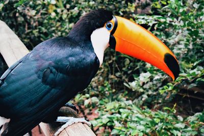 Close-up of toucan bird perching on a branch