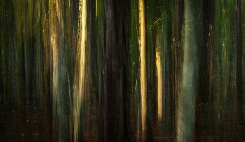 Full frame shot of bamboo trees in forest