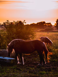 Horse in ranch against sky at sunset