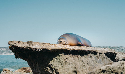 Seal relaxing on rock at sea