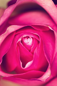 Close-up of pink rose