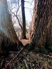 View of bare trees in forest