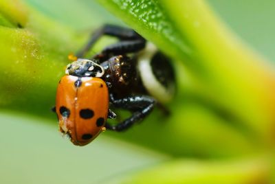 Close-up of ladybug on leaf