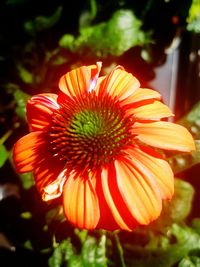 Close-up of yellow flower