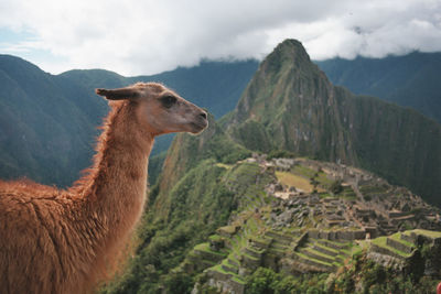 Llama against machu picchu