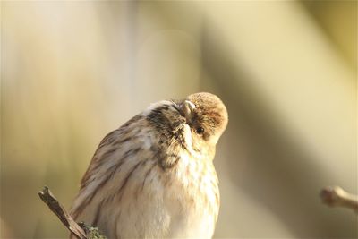 Close-up of a female reed bunting