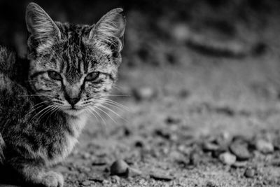 Close-up portrait of a cat