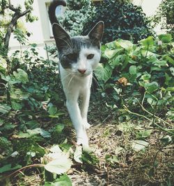 Close-up of cat in garden