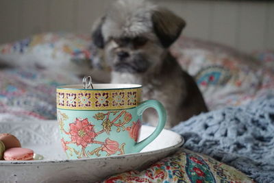 Close-up of coffee cup with dog on bed