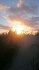 Scenic view of field against sky during sunset