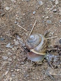 High angle view of snail on land