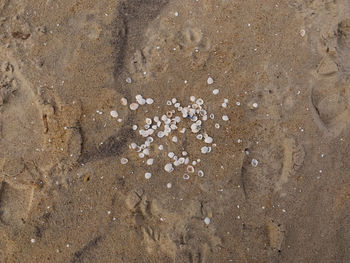 High angle view of shells on beach