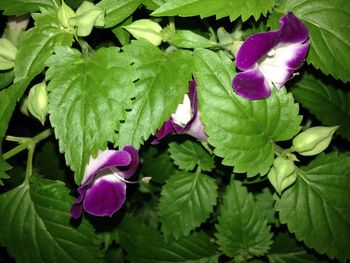 Close-up of purple flower growing on plant