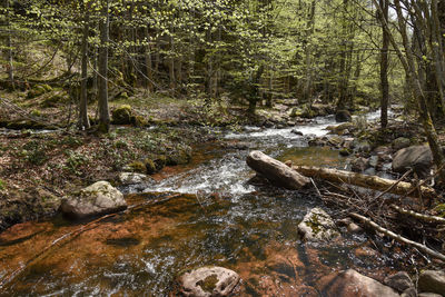 Stream flowing through rocks in forest