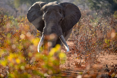 Full length of elephant standing on field