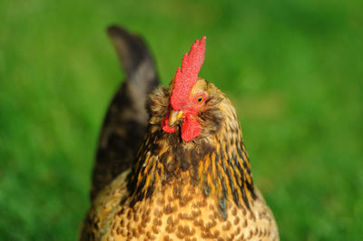 Close-up of rooster