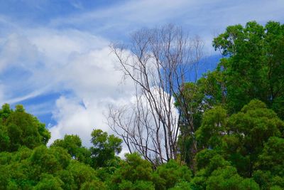 Low angle view of trees against sky