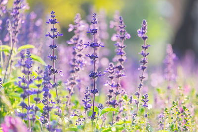 Close-up of lavender