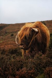 View of a highland cow on dartmoor national park