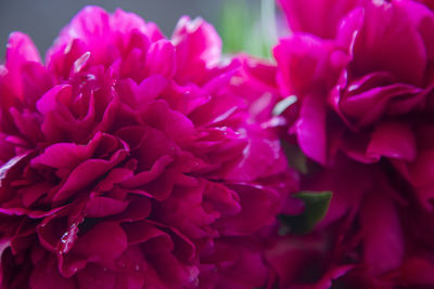 Close-up of flowers