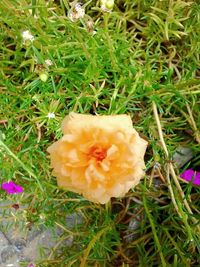 Close-up of flower blooming outdoors