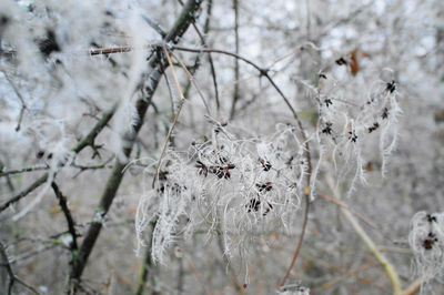 Close-up of snow on tree during winter