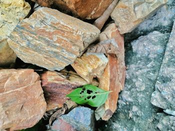 High angle view of plant