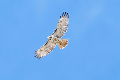 Low angle view of eagle flying against clear blue sky