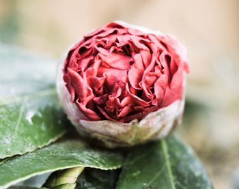 Close-up of red rose