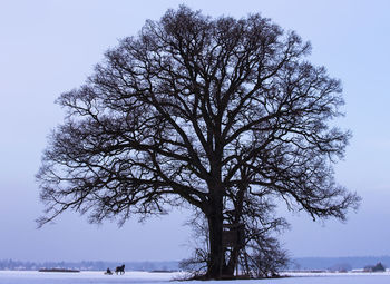 Tree by sea against sky