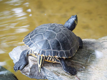 High angle view of tortoise swimming in water