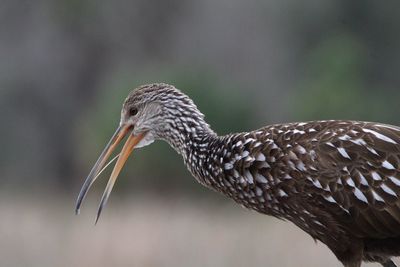 Close-up of bird