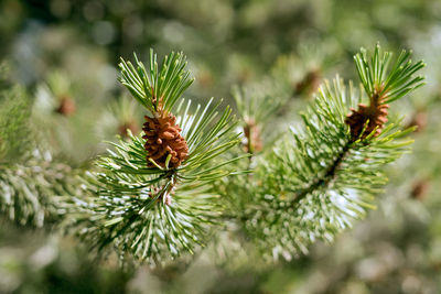 Close-up of pine cone on tree