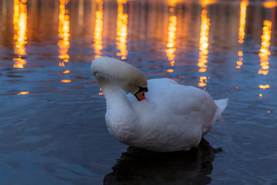 Swan swimming in lake