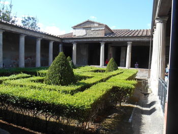 Plants in front of building