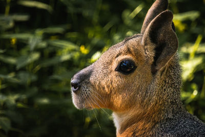 Close-up of deer