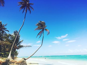 Coconut palm trees at sea shore against sky