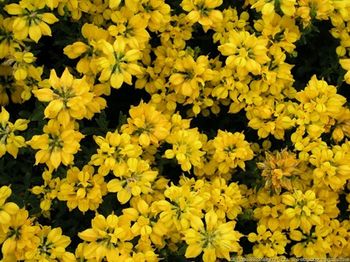 Full frame of yellow flowers